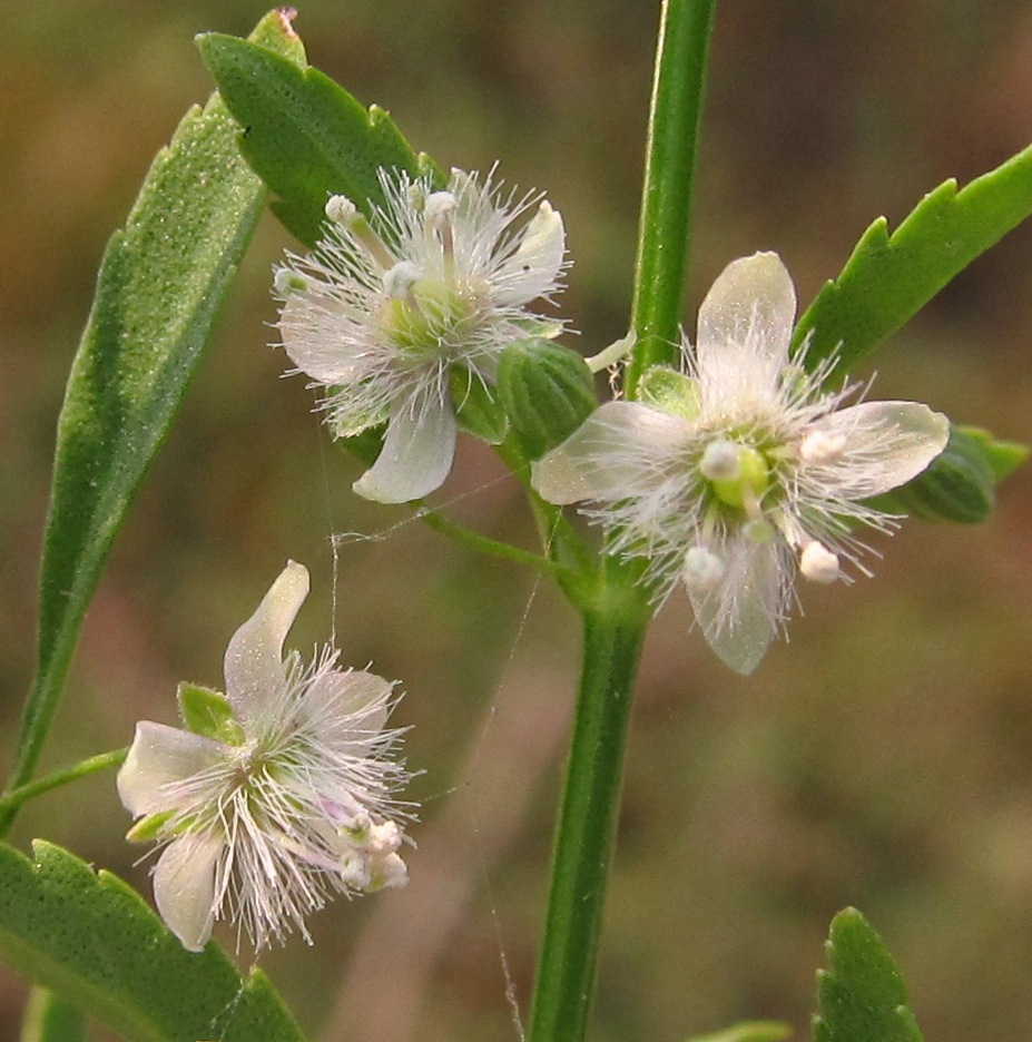 Scoparia eFlora of India